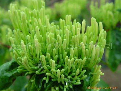 星空官方网站|宋茜出席活动 气质优雅被赞生图能打(图2) 星空官方网站